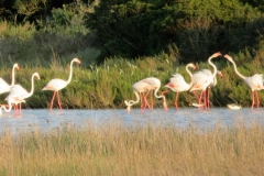 Isola di San Pietro, Fenicotteri alla Vivagna.