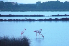 Isola di San Pietro, Fenicotteri alle Saline.