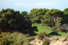 Isola di San Pietro, Geniò.